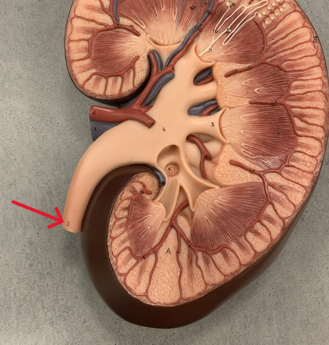 <p>Which part of urinary tract:</p><ul><li><p>Thin muscular tubes (8-10 in)</p></li><li><p>From kidney → bladder</p></li></ul><p></p>