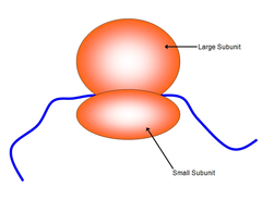 <p>Manufactured in the nucleolus; consists of rRNA and protein; assists in making proteins; found attached to the rough ER or floating in the cytoplasm</p>