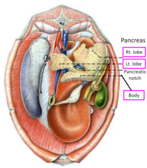 <p>1. left lobe</p><p>2. right lobe (in mesoduodenum)</p><p>3. body (joins the 2 lobes)</p>