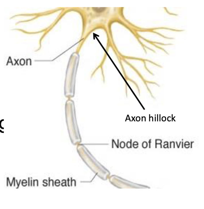 <p>Axon → conducts the action potential (AP) away from the cell body, beginning at the axon hillock.</p><p>Myelin sheath → fatty insulating layer covering the axon that increases conduction speed.</p><p>Nodes of Ranvier → gaps between sections of myelin along the axon.</p><p>Saltatory conduction → AP “jumps” from one Node of Ranvier → the next.</p><p>Result → increases conduction velocity without increasing axon diameter.</p><p>Memory: <strong>Myelin = insulation → AP jumps node-to-node → faster conduction.</strong></p>