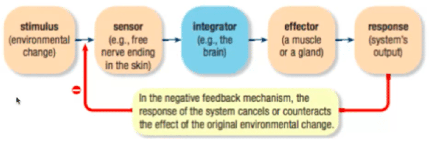 <p>1. A deviation from the normal level is detected BY RECEPTORS. (Send this information to the brain/endocrine gland via SENSORY NERVES or HORMONES IN THE BLOODSTREAM.</p><p>2. The control centre PROCESSES the information and SENDS a message to an effector organ.</p><p>3. The EFFECTOR ORGAN responds, reversing the change and RESTORING NORMAL LEVELS.</p>