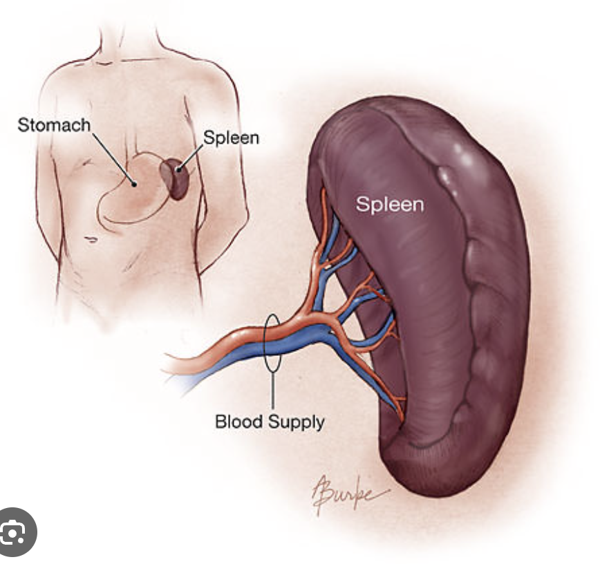 <p>Spleen: Lymphatic system</p>