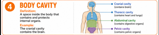 <p>A space inside the body that contains and protects internal organs.<br>Example: The cranial cavity contains the brain.</p>