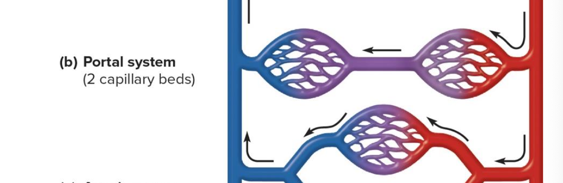 <p>sequencee of two capillary beds</p><p>(circulatory route)</p>