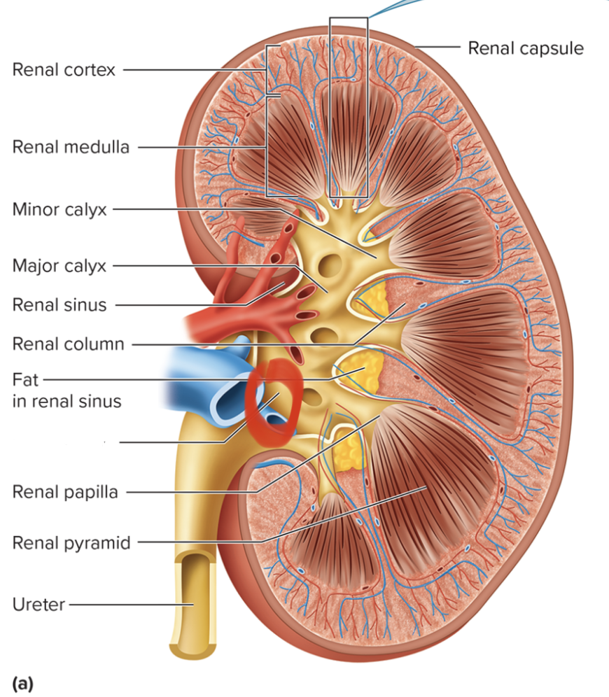 <p>name this structure </p>