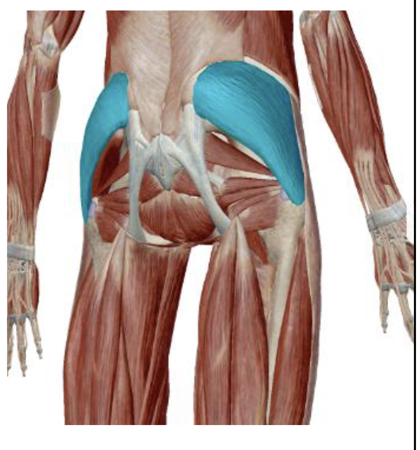 <p>What is the muscle name, its origin, its insertion, its action, and its innervation?</p>