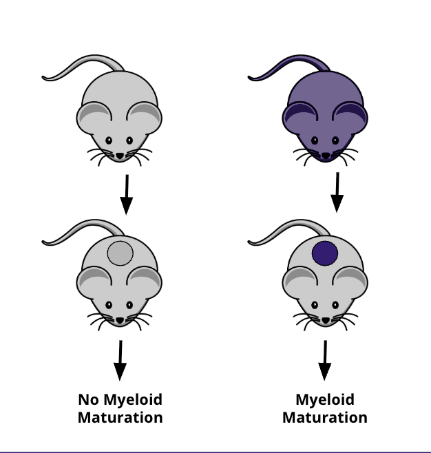 <ol><li><p>Damps may not be sufficeint for activating the innate immune system during graft rejection</p><ol><li><p>allogenic, but <strong>not</strong> <strong>syngeneic</strong> grafts in mice i<strong>nduce monocyte maturation or innate cell activation</strong></p></li><li><p>innate cells must be recognizing non self rn (how? phagocytosis eat me eat me)</p></li></ol></li></ol><p></p><ol><li><p>CD47 = dont eat me signal = signals that prevents phagocytosis of healthy self cells</p></li><li><p>Sirpa on phagocytes bind to CD47 on other ells = inhibits phagocytosis x</p><ol><li><p>one is missing = its eaten</p></li></ol></li></ol><img src="https://assets.knowt.com/user-attachments/1bf9937a-7c45-42c2-99d3-872a1aaad613.png" data-width="100%" data-align="center"><p></p>