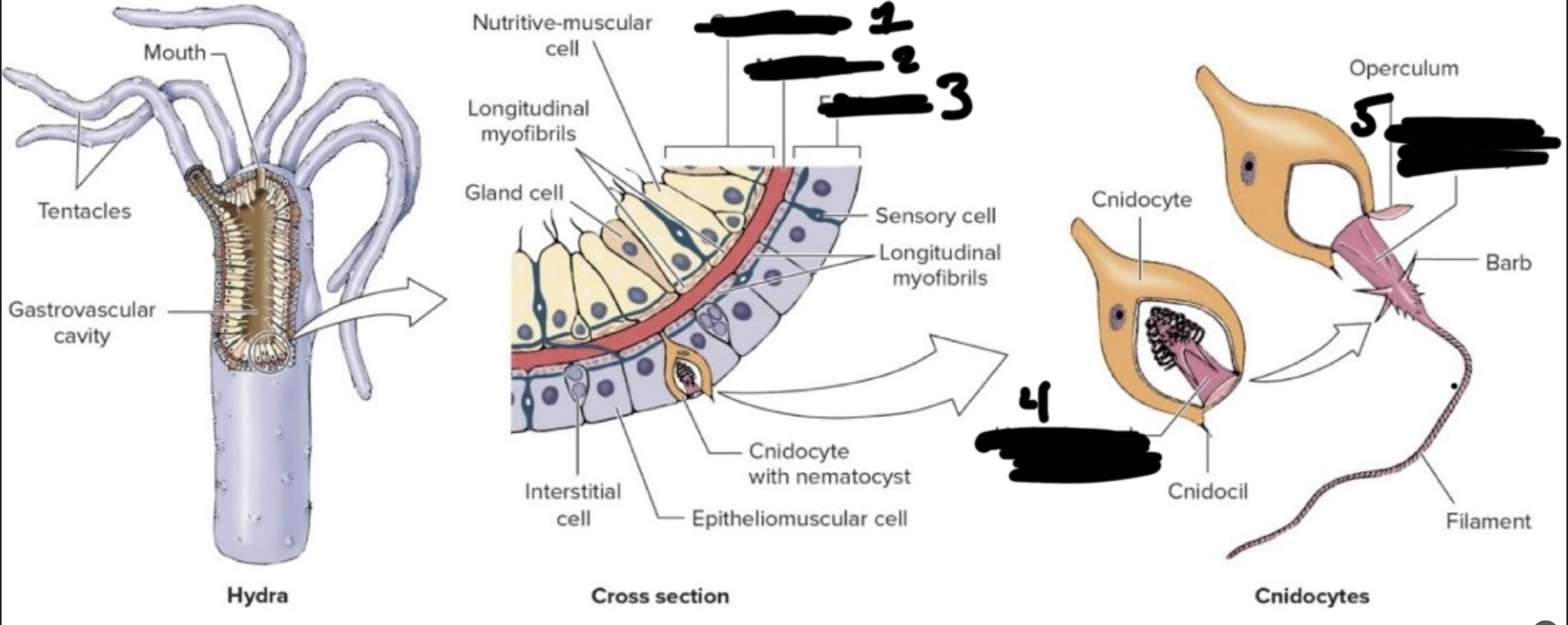 <p>What is the Kingdom, Phylum, Class, and Genus of this</p>
