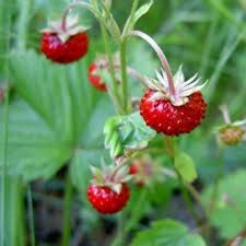 <p>wild strawberry plant, associated with lushness and natural beauty, symbolizing sweetness and fertility</p>