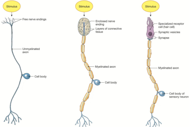 the first two receptors are neuronal whilst the third isnt