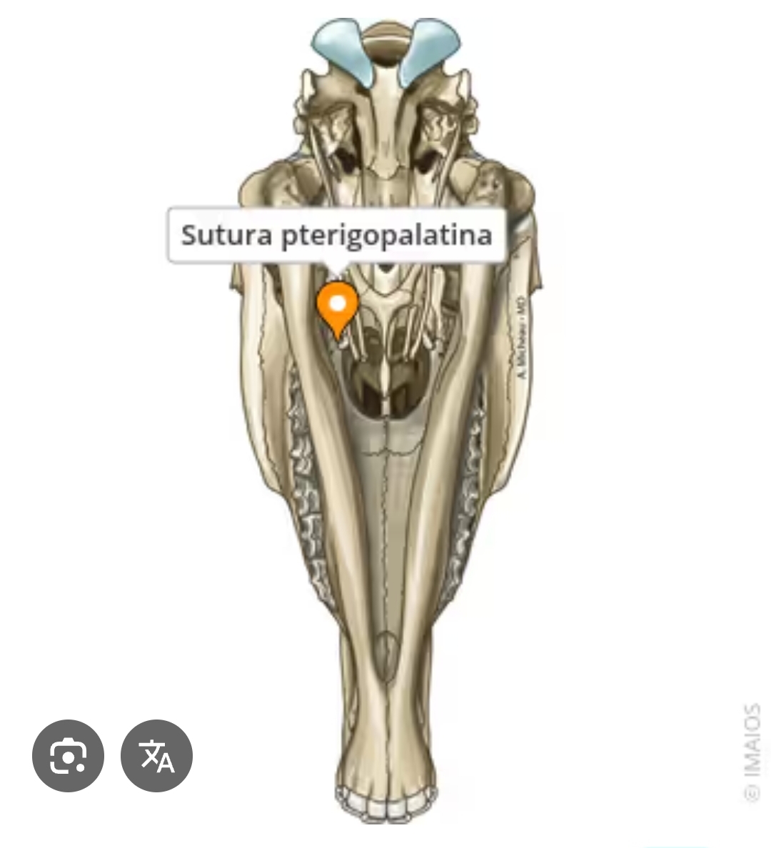 <p>sutura pterigopalatina</p>