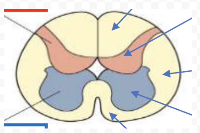 <p>developed/postnatal spinal cord cross section, label</p>