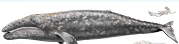 <p>Order Cetacea</p><p>Suborder Mysticeti</p><p>Family Eschrichtiidae</p><p><em>Eschrichtius robustus</em></p><ul><li><p>aka</p></li><li><p>what is significant about its evolutionary history</p></li><li><p># of throat grooves</p></li><li><p>presence/absence dorsal fin</p></li><li><p>define crenellations</p></li><li><p>where can it be found, and how does it affect the sp?</p></li><li><p>what is a natural predator of this sp?</p></li><li><p>IUCN</p></li></ul><p></p>