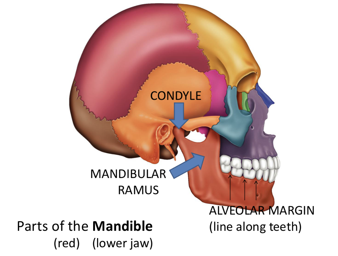 <p>Mandible <strong>Facial bones = bones of face but NOT around brain</strong></p>