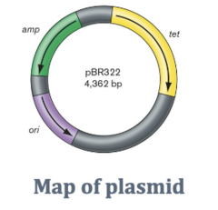 <p>an origin of replication (ori) and genes encoding resistance to ampicillin and tetracycline</p>