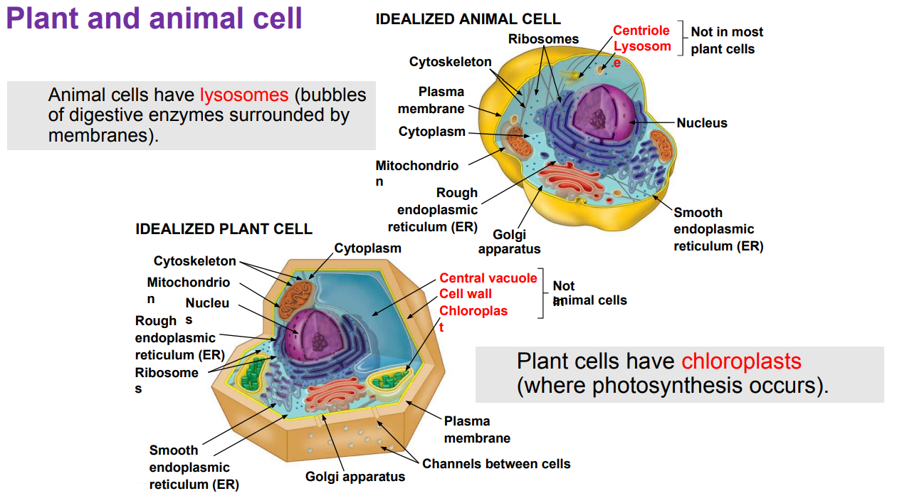 <p>3 main differences</p>