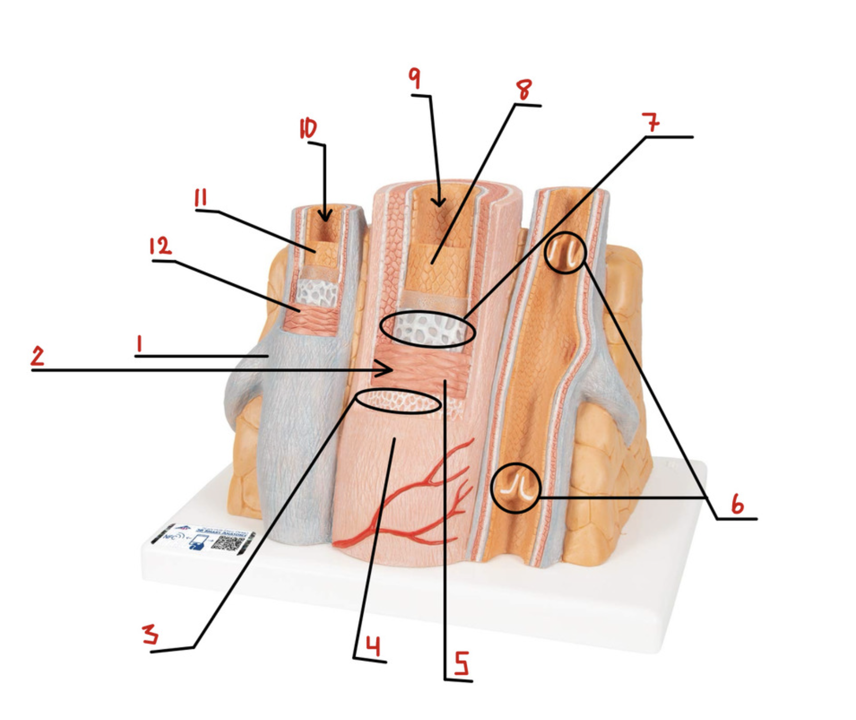 <p>8</p>