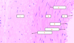 <p>What is labeled 7 on the muscular artery?</p>