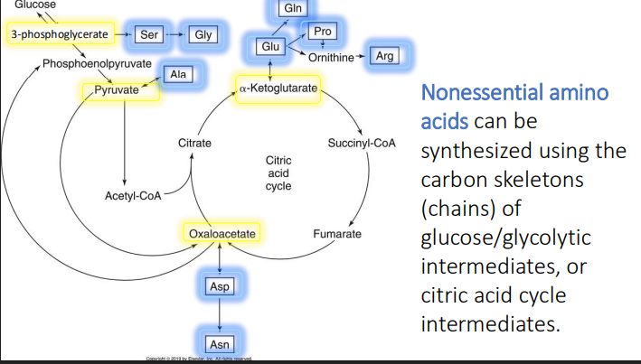 <ol><li><p>Asp</p></li><li><p>Asn </p></li></ol><p></p>