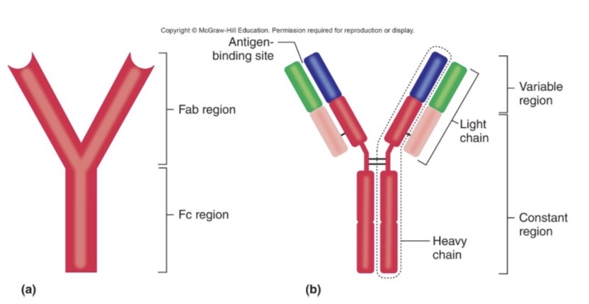 <p>Y shaped proteins with two general parts</p><ul><li><p>Two identical arms (Fab regions)</p></li><li><p>Stem (Fc region)</p></li></ul><p></p>