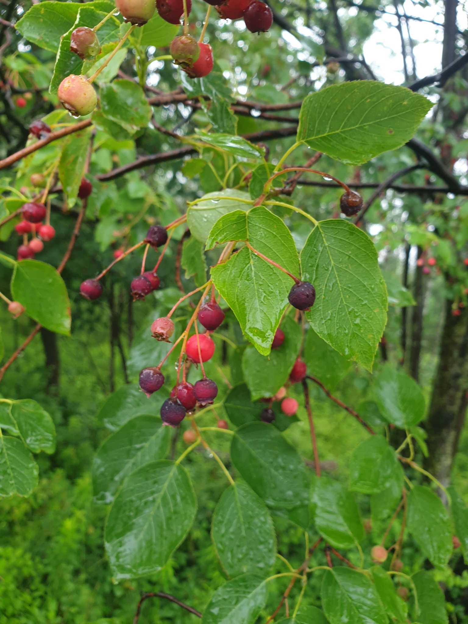 <p>Smooth Shadbush </p>