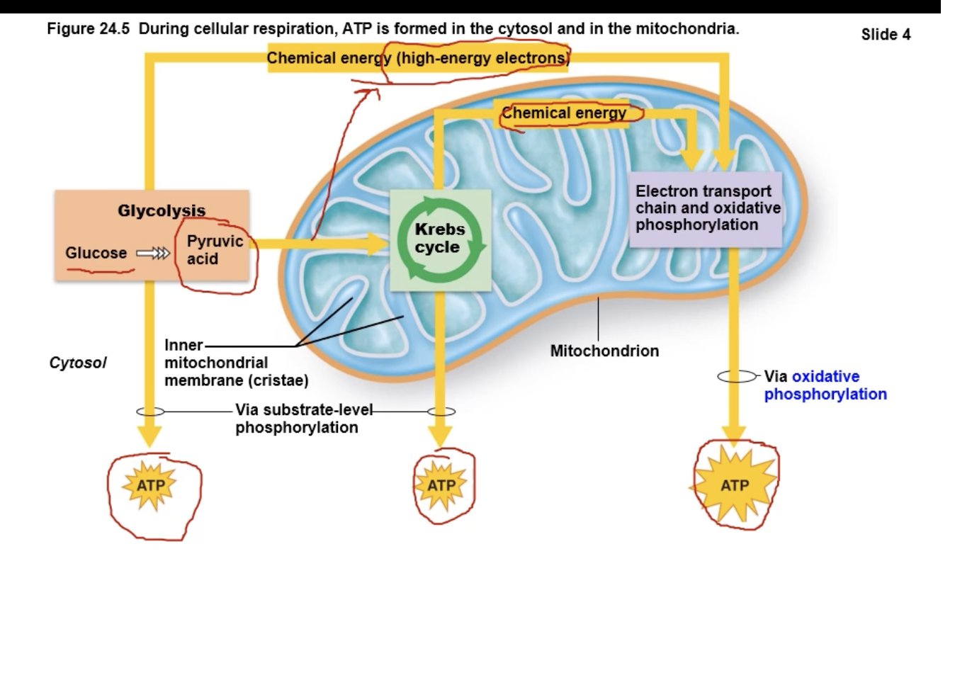 <ul><li><p>glucose molecule, break it down in glycolysis producing NADH, producing ATP via substrate level phosphorylation, and pyruvate</p></li><li><p>NADH are shuttled into the mitochondria via the electron transport chain, where they produce ATP</p></li><li><p>the pyruvate shuttled into the mitochondria and in the intermediate step, we produce acetyle CoA which ends up in the Kreb cycle where we produce more NADH, FADH, and ATP via substrate level phosphorylation</p></li><li><p>All of the electrons and hydrogens from the NADH and the FADH that entered the electron transport chain then allow us to produce ATP via substrate level phosphorylation</p></li></ul><p></p>