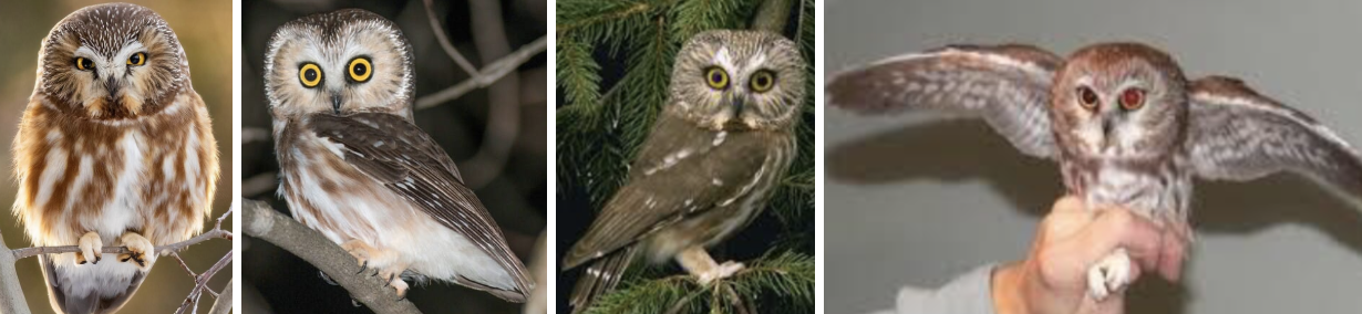 <ul><li><p><span style="background-color: transparent;"><strong>Habitat:</strong> breed in forests- prefer mature forest with open understory, deciduous trees, dense conifers, and riverside habitat nearby, nest in wide range of wooded habitats- coniferous swamps, disturbed deciduous woodlands, savannahs, riverside forest, and shrub-steppe habitat, winter- dense forest throughout the breeding range</span><span>&nbsp;</span></p></li><li><p><span style="background-color: transparent;"><strong>Diet:</strong> mostly small mammals- most commonly deer mice and white-footed mice, also shrews, house mice, jumping mice, montane voles, shrew-moles, bats, etc., hunt at night, supplement during migration with birds, may eat beetles, grasshoppers, moths, and bugs</span></p></li><li><p><span style="background-color: transparent;"><strong>Characteristics:</strong> </span><span>very small (even smaller than screech owl)</span><span style="background-color: transparent;">, mottled brown with whitish facial disk and white spotted head, solid brown on back, large round head, large yellow eyes, </span><span>no ear tufts</span></p></li></ul><p></p>