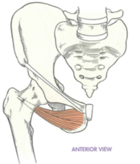 <p>trochanteric fossa of femur</p>