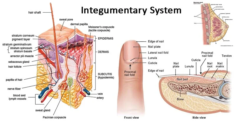 <p>Integumentary System</p>