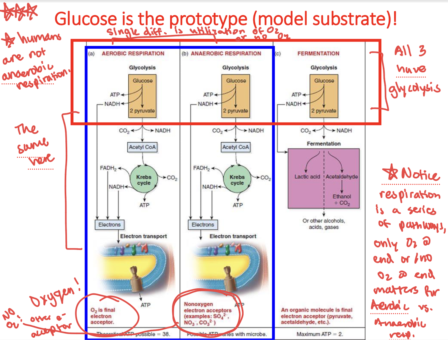 <p>Glycolysis —> Fermentation —> Either Lactic Acid or Alectaldehyde to Ethanol &amp; CO2</p>