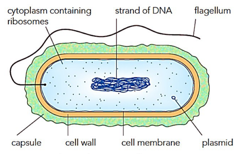 <p>Bacterium is singular bacteria is plural Bacteria is a prokaryote Bacteria are only a few thousanths of an mm long</p><p>Plasmid: An antibiotic resistance<br>Capsule: For attachement and Protection (Not present in all bacteria)<br>Cytoplasm: Large bumbers of ribosomes float freely in the cytoplasm. May contain granules of glycogen lipids <br>Strand of DNA is nucluoid<br>Flagellum for movement (Not present in all bacteria)<br>The cell wall is made up of peptidoglycan (pepti from proteins and glycan from glucose.</p><p>No mitochondria.</p><p>Individual bacteria may be spherical, rod-shape or spiral</p>