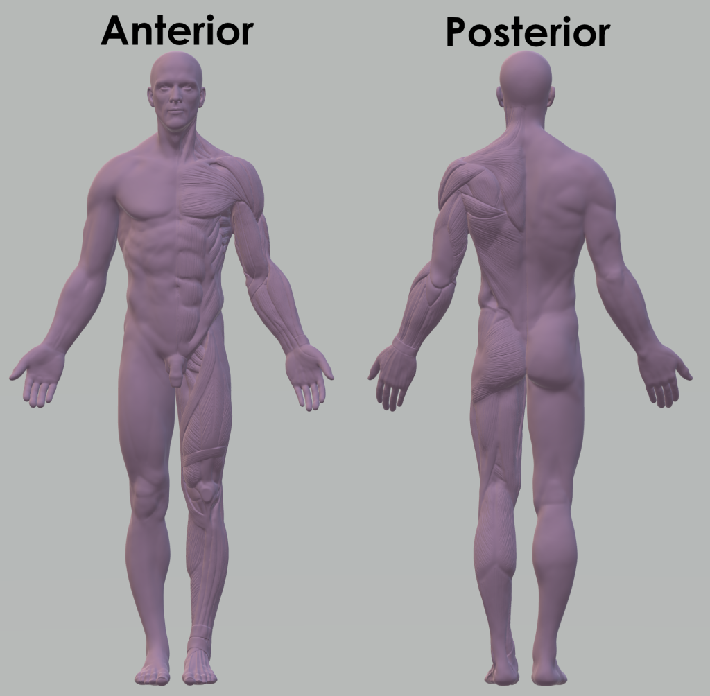 <p>Anterior - posterior ; frontaal - occipitaal ; ventraal - dorsaal</p>