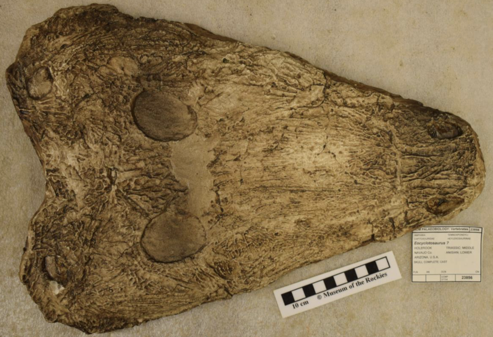 <p>flat skull + wideset eyes (no real correlation tbh)</p>