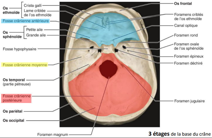 <p>3 fosses crâniennes : </p><p>Antérieure : </p><ul><li><p>Partie Orbito-Nasale de l'Os Frontal, </p></li><li><p>Lame Criblée de l'Ethmoïde </p></li><li><p>Petites Ailes du Sphénoïde </p></li></ul><p>Moyenne: </p><ul><li><p>Grandes Ailes et de la partie supérieure du corps du Sphénoïde </p></li><li><p>Parties Pétreuse, Tympanique, Infra-Zygomatique de la partie Squameuse de l'Os Temporal </p></li></ul><p>Postérieure : </p><ul><li><p>Dos de la Selle Turcique du Sphénoïde </p></li><li><p>Face postéro-supérieure de la portion Pétreuse de l'Os Temporal et de l'Os Occipital.</p></li></ul><p></p>