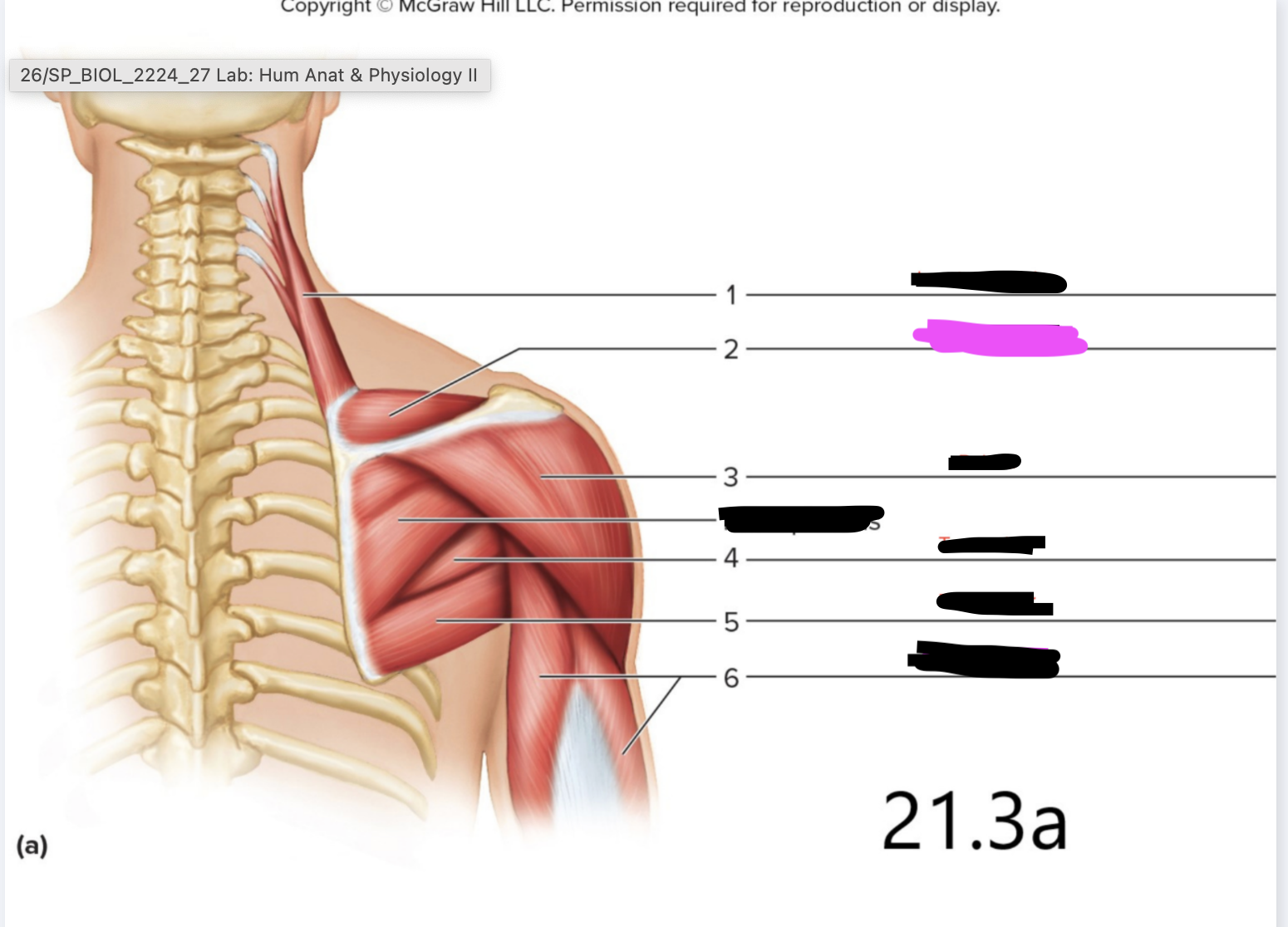 <p>Rotator Cuff Muscles</p>
