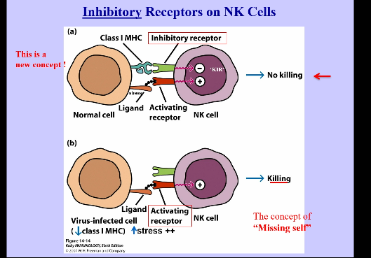 <p>NK Cells</p>