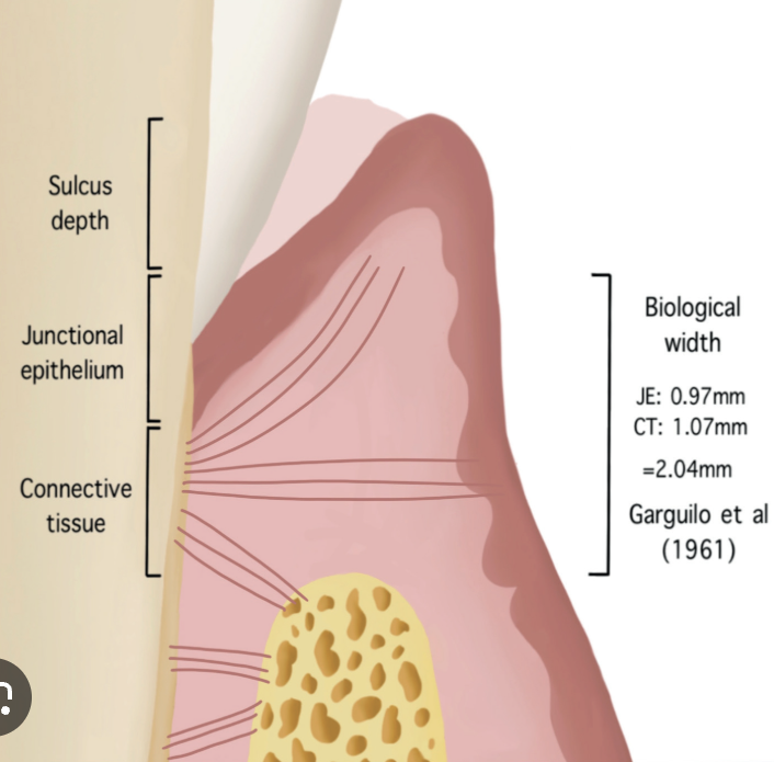 <ul><li><p>The supra-crestal fibers of the periodontal ligament</p></li><li><p class="p1">Function to:</p></li></ul><p class="p2">a. brace marginal gingiva firmly against tooth</p><p class="p2">b. provide rigidity necessary to withstand the forces of mastication without being deflected away from the tooth</p><p class="p2">c. to unite the free marginal gingiva with the cementum of the root and the adjacent attached gingiva</p>