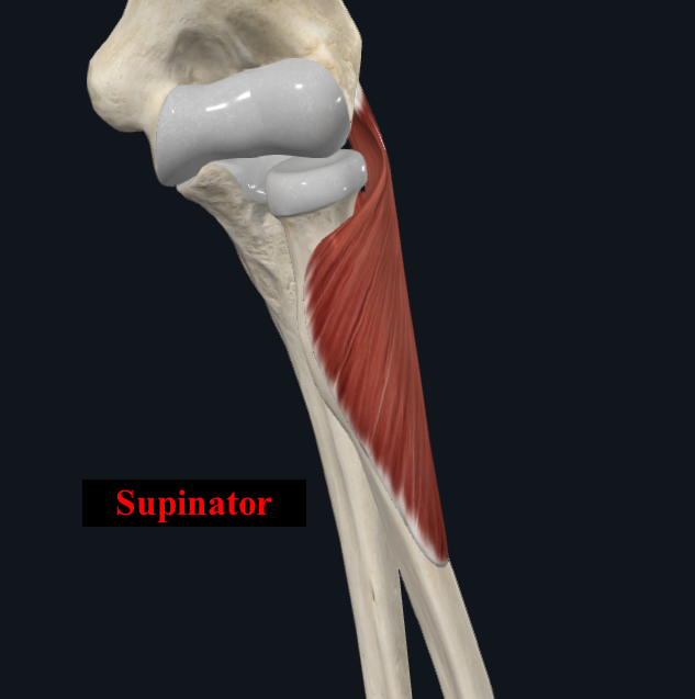<ul><li><p>Origin: </p><ul><li><p>Humeral head (superficial): lateral epicondyle of humerus, radial collateral and angular ligament </p></li><li><p>Ulnar head (deep): lateral aspects of proximal ulna </p></li></ul></li><li><p>Insertion:</p><ul><li><p>Proximal third of radius, lateral, posterior and anterior surfaces </p></li></ul></li><li><p>Innervation:</p><ul><li><p>Radial nerve (via deep branch) </p></li></ul></li><li><p>Main action:</p><ul><li><p>Forearm supination</p></li></ul></li></ul><p></p>
