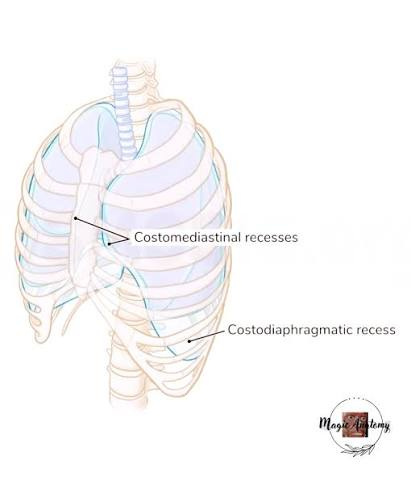 <p>extra potential space where the pleura fold back on itself in areas the lung doesn’t fully fill even on a deep breath </p>