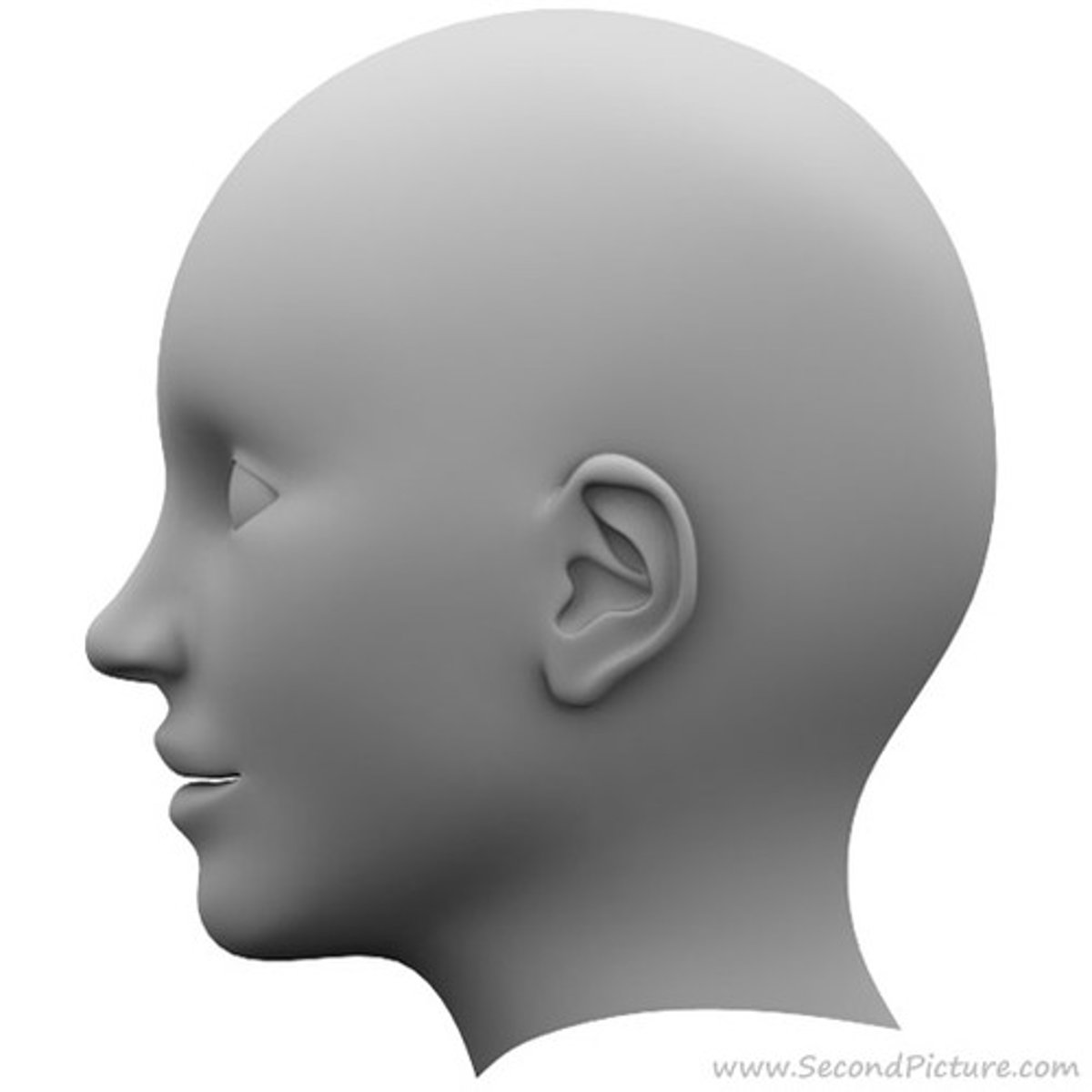 <p>the head</p>
