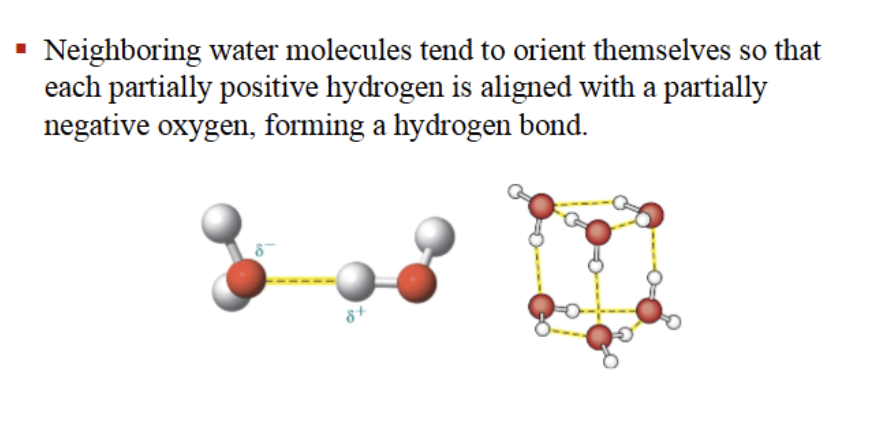 <p>Neighboring water molecules tend to orient themselves so that each partially positive hydrogen is aligned with a partially negative oxygen!! FORMING a hydrogen bond.</p><p>4 hydrogen bonds!</p><p>Each  water molecule can potentially participate in 4 H bonds with other water molecules, but each bond has a lifetime of ONLY 10^-12 secs, WHICH CAUSES the structure of water to constantly flicker as water molecules rotate, bend, and reorient themselves. </p><p>ALSO, H bonds CAN form between molecules other than 2 waters (makes sense). <strong>H bonds usually involve N-H and O-H groups as HYDROGEN donors</strong>!! and the ENEGATIVE N and O and occasionally S atoms as hydrogen <strong>acceptors </strong>(EN = a measure of an atom’s affinity for electrons).</p><p> <br>Water can form H bonds not just with water molecules but with a variety of other compounds that bear N- and O-containing functional groups. Water-alcohol. Water-amine. (Water can be H-bond acceptor or donor). </p><p>Ex - <strong>H bonds in DNA!! H-bonds IN NUCLEOTIDES are weak attractions that hold complementary bases together in  DNA and RNA</strong>. </p>