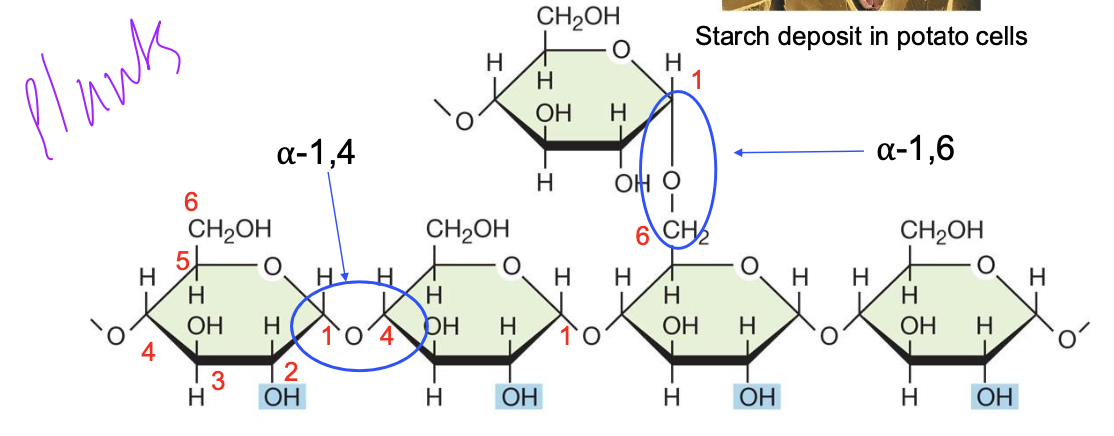 <ul><li><p>Branched polysaccharide of ⍺-glucose</p></li><li><p>Easily degraded by enzymes (amylases)</p></li><li><p>Primary energy storage compound in plants</p></li><li><p>all of the glucose molecules have same orientation due to alpha glucose  carbon 1 bonded to carbon 4 of the other alpha glucose</p></li></ul><p></p>