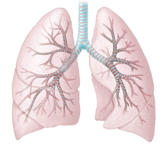 <p>Inside the lungs is a series of progressively smaller tubes that end in alveoli. Each bronchus branches to form this </p>