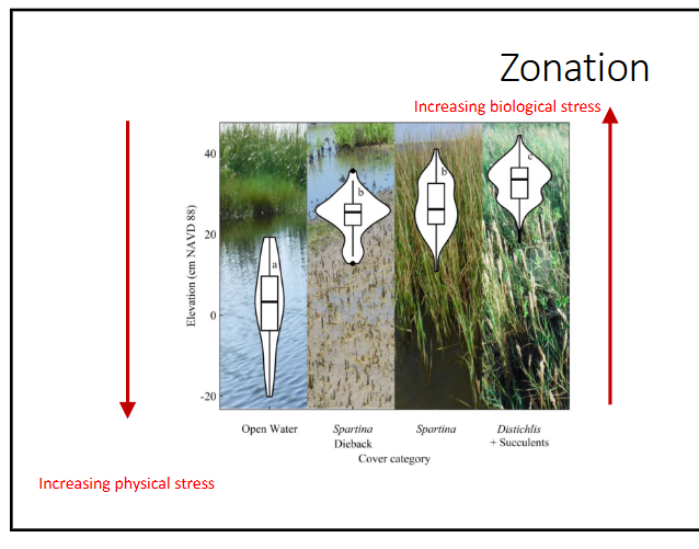 <p>no, it is situational; either physical or biological stress is going to dominate along the “top” of a gradient or continuum, depending on what the organisms are adapted for (salt water versus freshwater for example)</p>