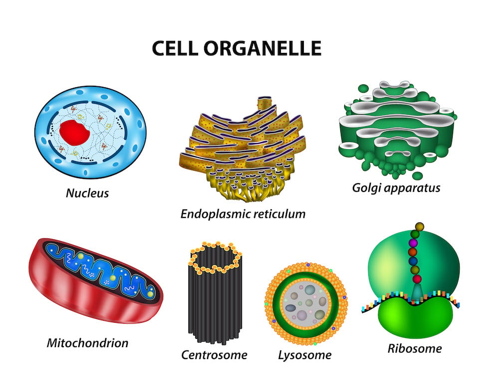 <p>Organelle</p>