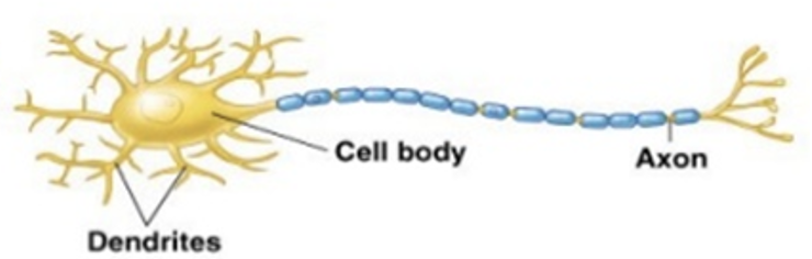 <p>A neuron possessing one axon and multiple branching dendrites extending from the cell body, most neurons in CNS</p>
