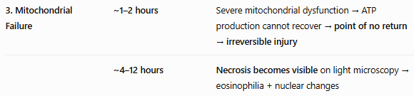 <p><span style="background-color: transparent; font-family: "Times New Roman", serif;"><strong>Mitochondrial Failure:</strong> Without flow, the <strong>mitochondrial permeability transition pore</strong> opens, collapsing the membrane potential and ending ATP production.</span></p><p>Normally, the inner mitochondrial membrane keeps <strong>H⁺ (protons)</strong> separated, creating a <strong>membrane potential/proton gradient</strong>.</p><p>When the MPTP opens:</p><p><strong>MPTP opens → inner membrane becomes abnormally permeable → H⁺ gradient collapses → ATP synthase cannot make ATP → ATP production stops</strong></p><p></p>