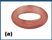 <p>circular fascicle </p>