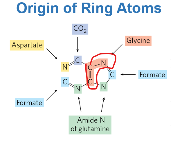 <p>The atoms of the purine ring are derived from multiple sources, including amino acids——- gluatmine and aspartate donate nitrgoen atoms, while _______ contributes both carbon and nitrogen and carbon units from formyl-tetrahydrofolate and Co2</p>
