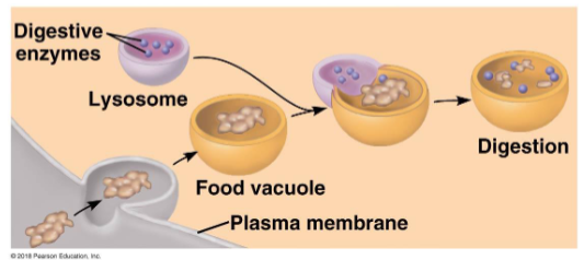<p>Food, pathogens, recycling of damaged cell components</p>